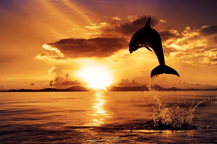 Private 1 Day Bali Dolphin Watching Tour