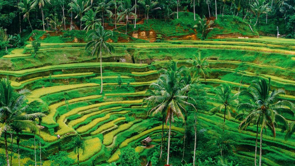Tegalalang-Rice-Fields-Bali-Indonesia