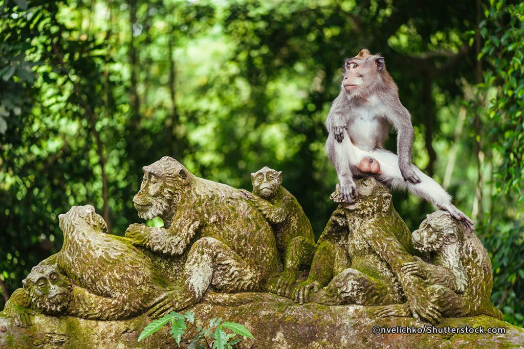 Ubud Monkey Forest in Bali